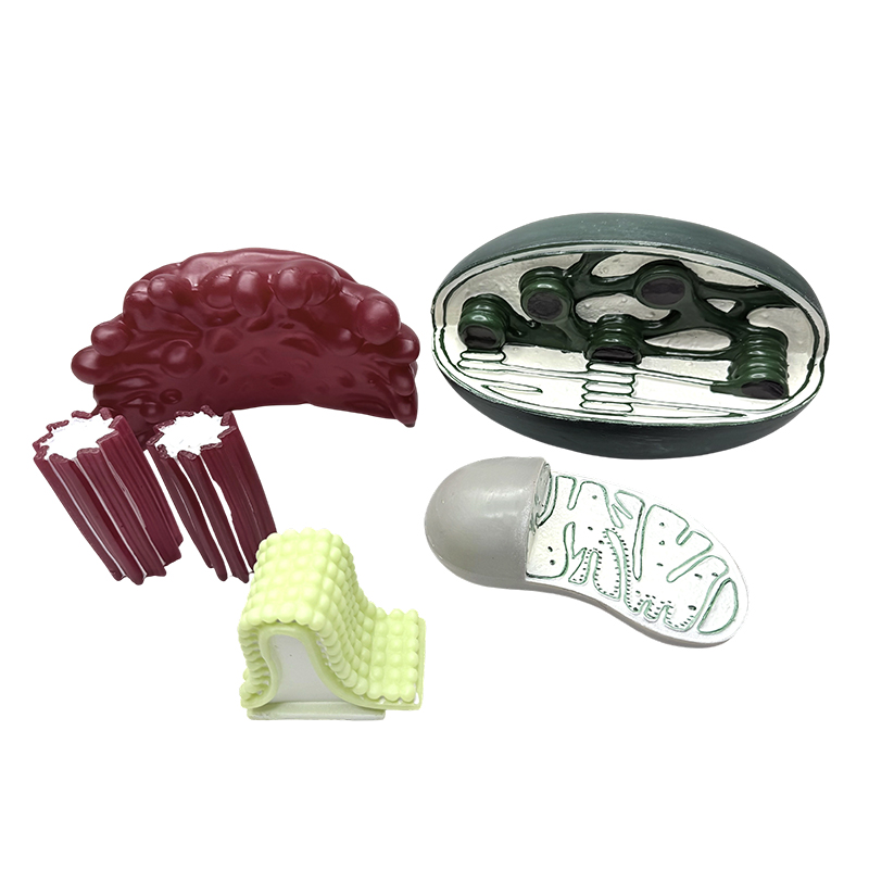 Modelos de estructuras de orgánulos hechos de PVC para enseñar biología en las aulas de la escuela intermedia y secundaria