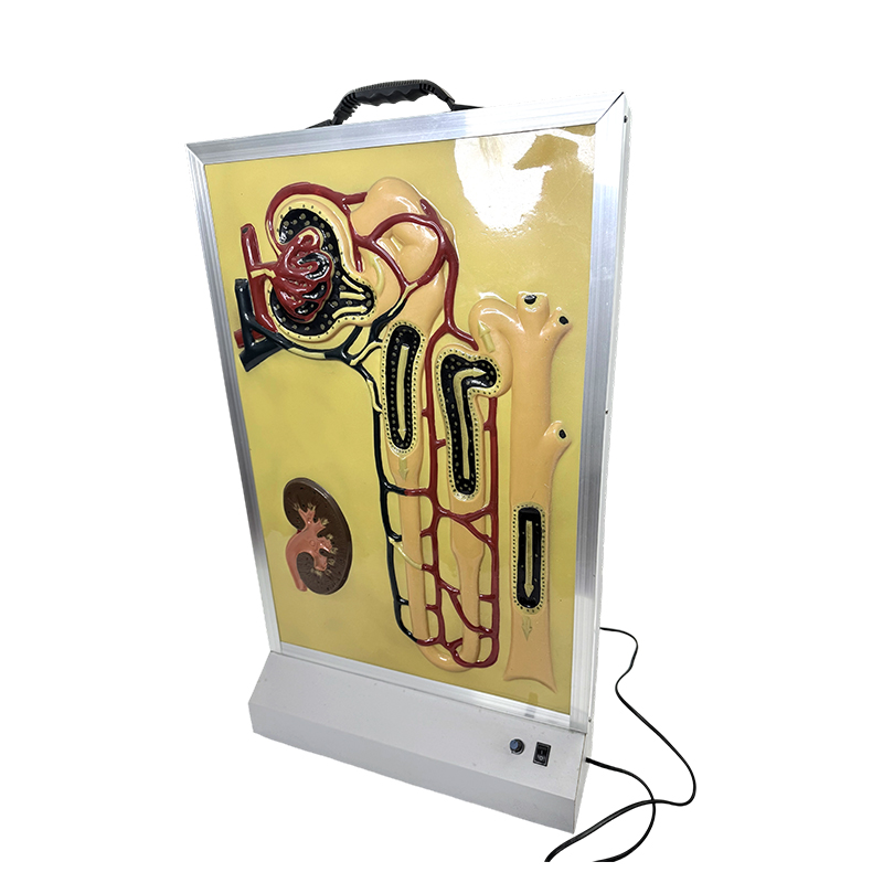 Simulación de formación de orina Experimentos biológicos Instrumentos de enseñanza Modelo dinámico de formación de orina