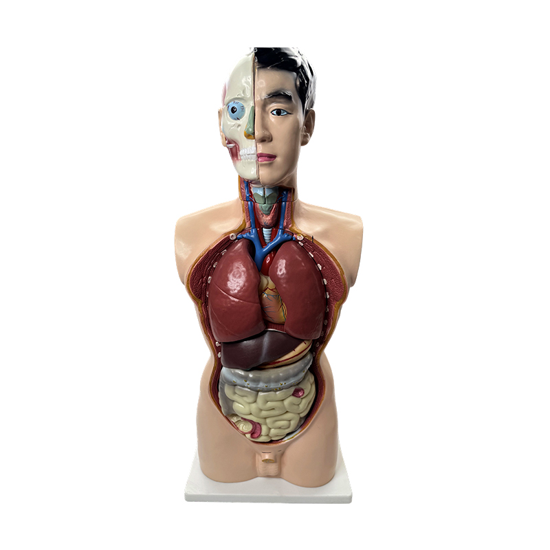 Modelo de anatomía médica 85cm modelo de torso masculino