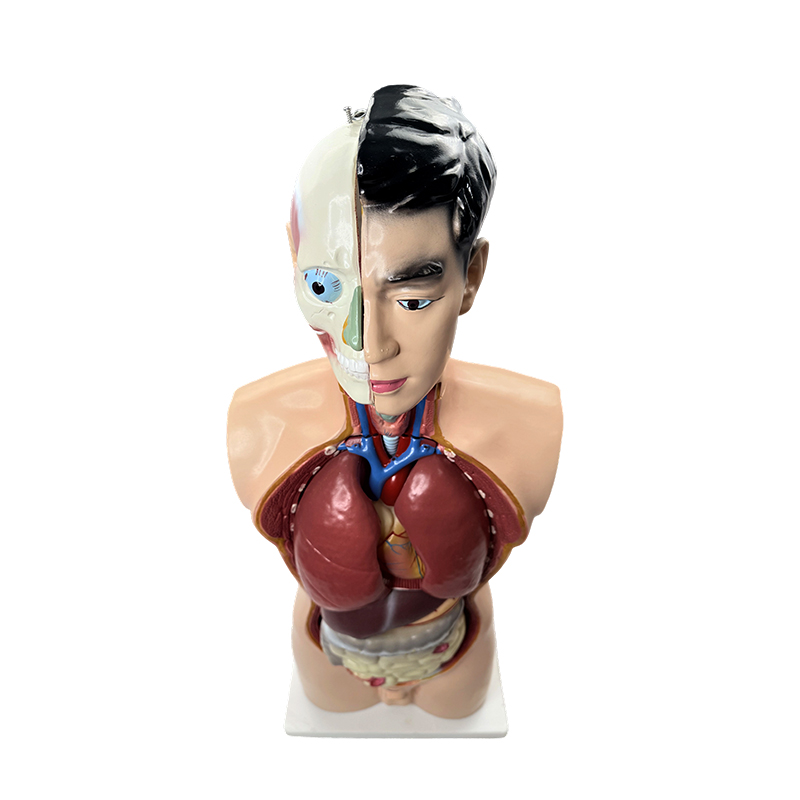 Modelo de anatomía médica 85cm modelo de torso masculino Modelo de anatomía médica 85cm modelo de torso masculino