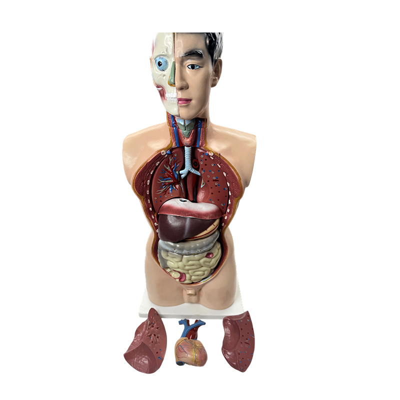 Modelo de anatomía médica 85cm modelo de torso masculino Modelo de anatomía médica 85cm modelo de torso masculino