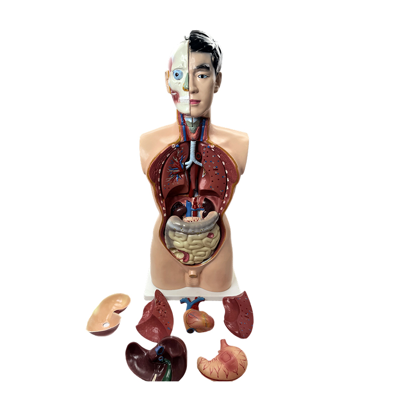 Modelo de anatomía médica 85cm modelo de torso masculino Modelo de anatomía médica 85cm modelo de torso masculino