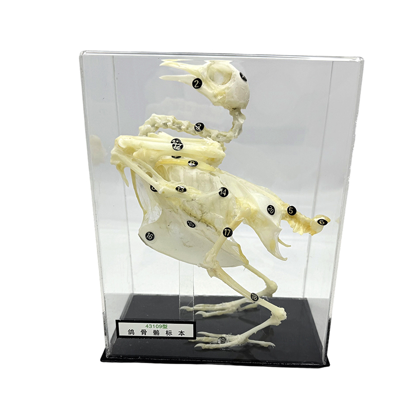 Estudio experimental sobre la enseñanza de especímenes esqueleto de palomas