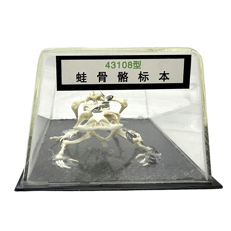 Herramienta de enseñanza de la escuela del modelo de esqueleto de rana