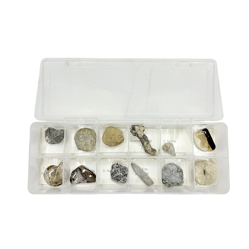 Especímenes fósiles