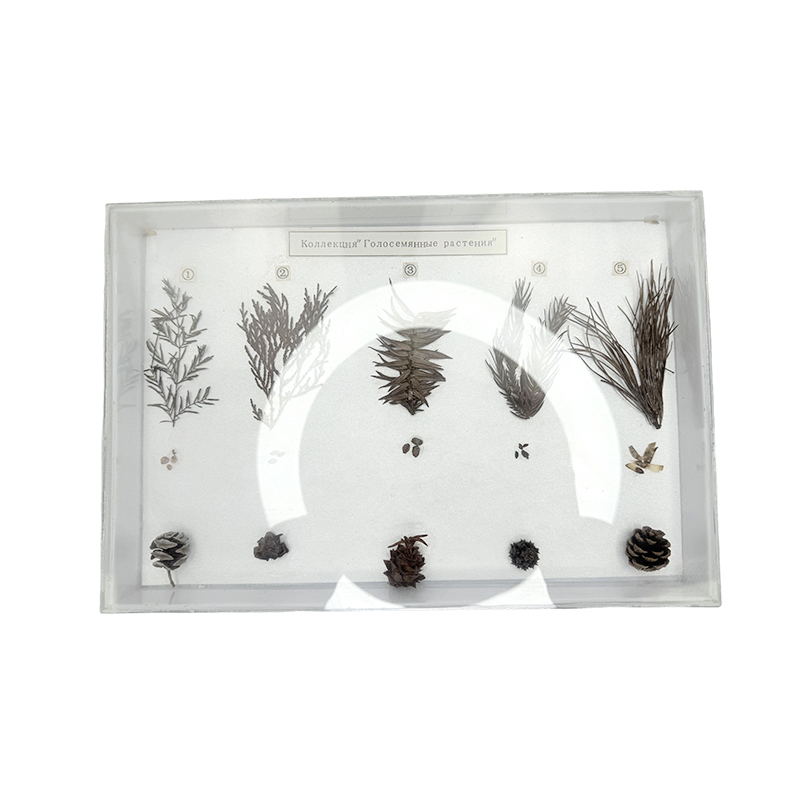 Especímenes de gimnospermas