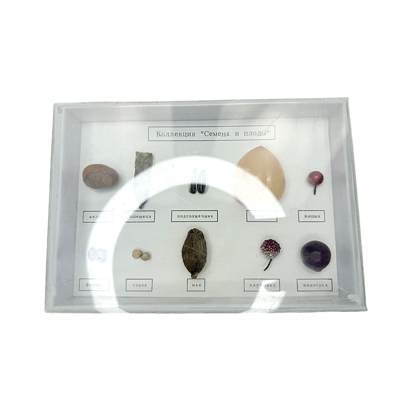 Muestra de plantas y semillas de laboratorio escolar de la clase Muestra de enseñanza de aprendizaje de ayudas