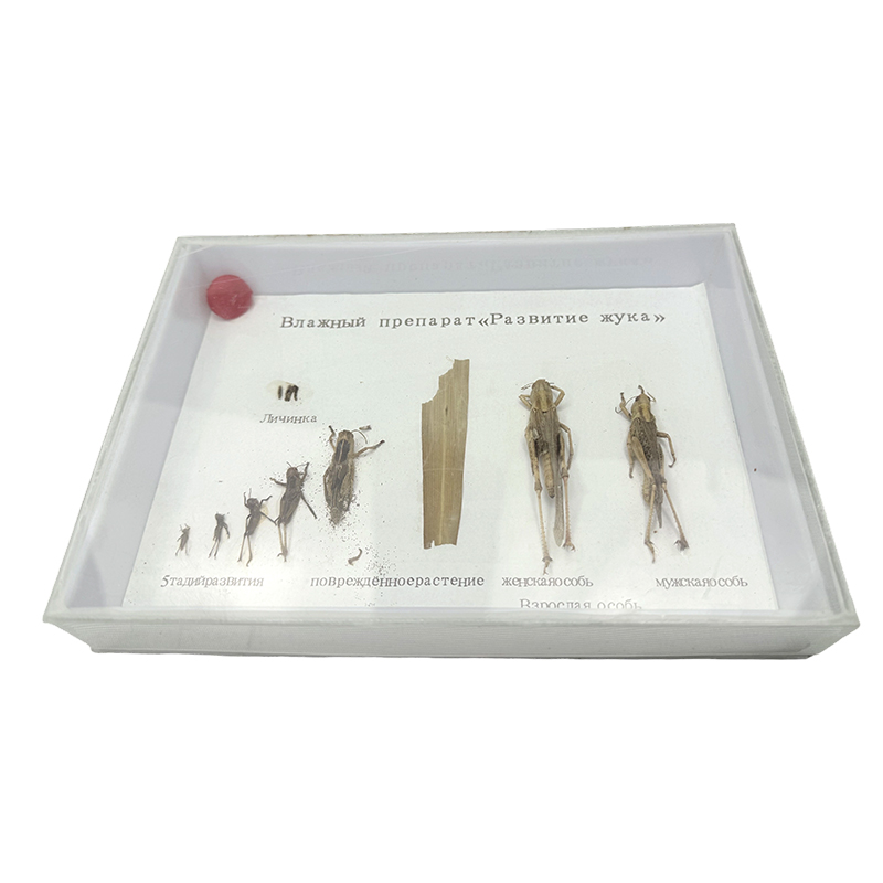 Aplicación de los recursos de enseñanza de la muestra biológica de saltamontes en el ciclo de vida