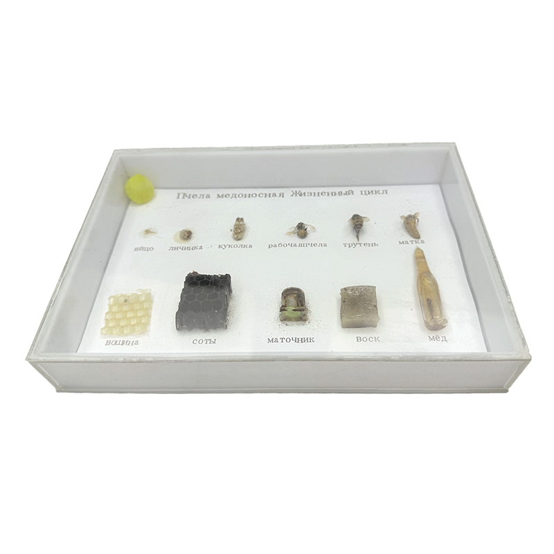 Aplicación de recursos de enseñanza en el ciclo de vida de las muestras biológicas de las abejas