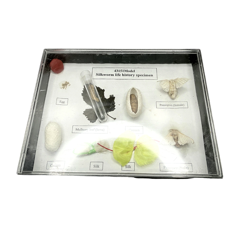 Especímenes de gusano de seda