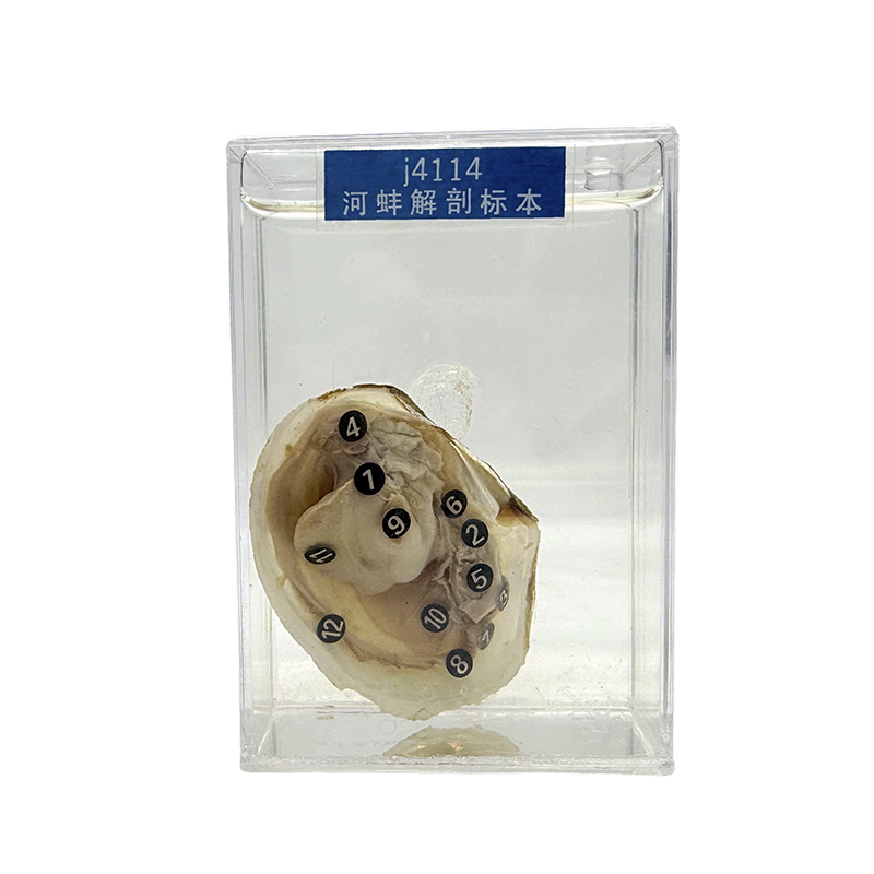 Muestras de animales transparentes, muestras de mariscos marinos y especímenes de mejillones