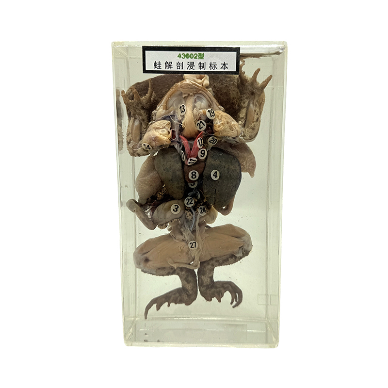 Las muestras anatómicas animales conservan organismos naturales y se utilizan para mostrar especímenes anatómicos de rana