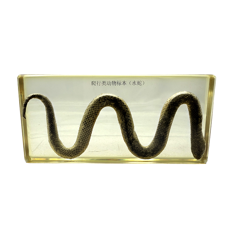 Especímenes biológicos de la serpiente de agua