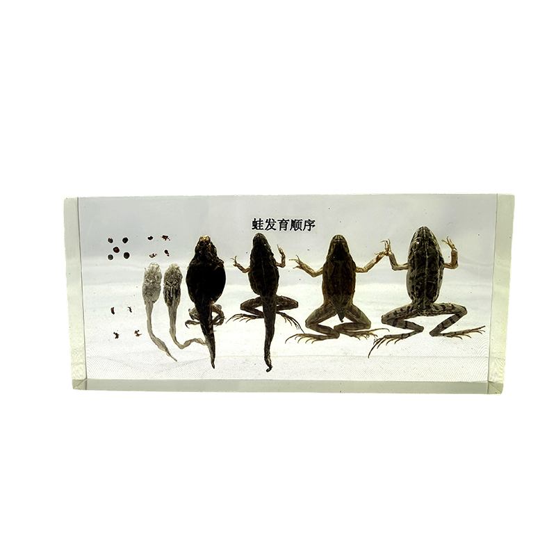 Muestra de desarrollo de rana, anatomía animal, espécimen biológico