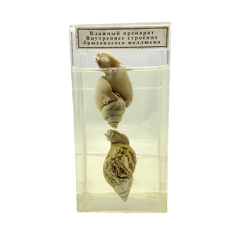 Muestras de concha para uso escolar