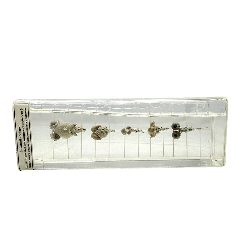 Biología Enseñanza de resina Educación Especímenes Grupos de vertebrados 5 Grupos de verte