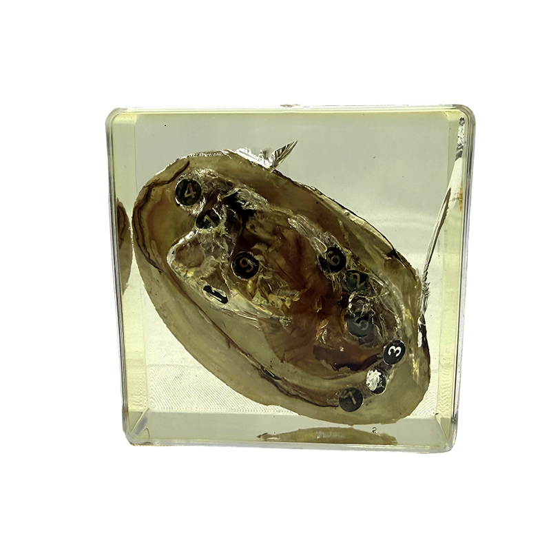 La aplicación de especímenes de mejillones en educación y enseñanza