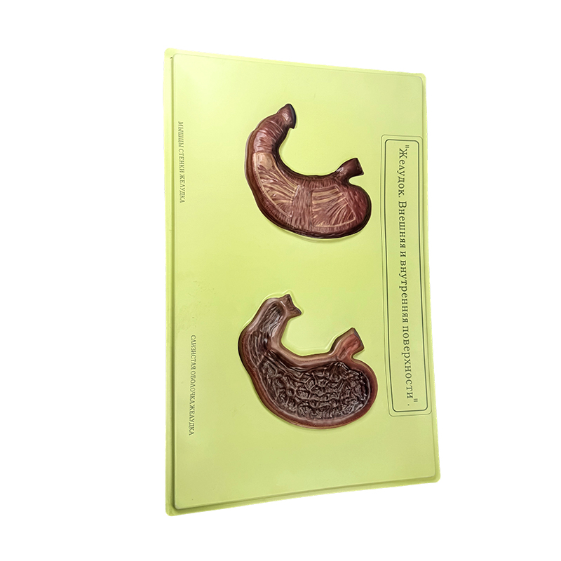 Modelo de alivio del estómago