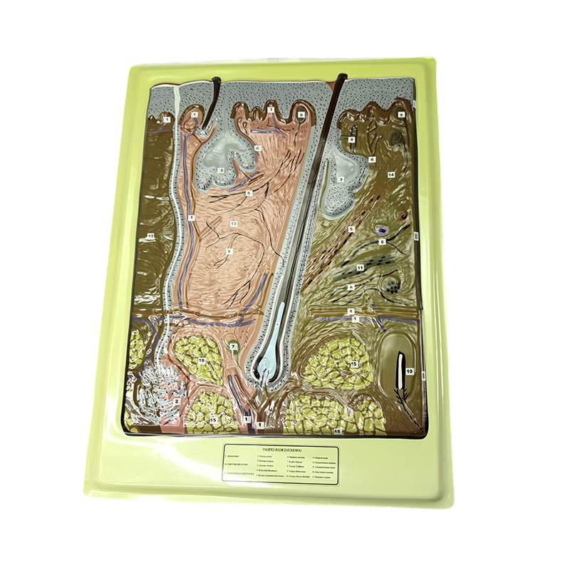 Modelo de alivio de la piel