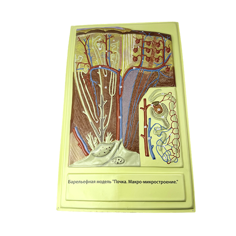 Modelo de alivio de villus intestinal