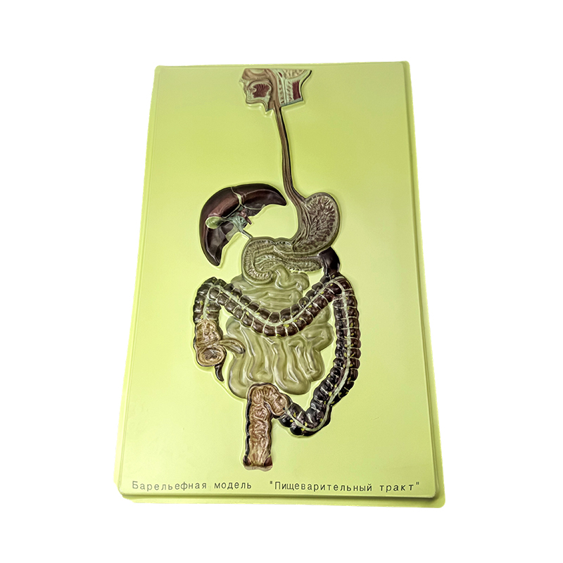 Modelo de ayuda del sistema digestivo humano