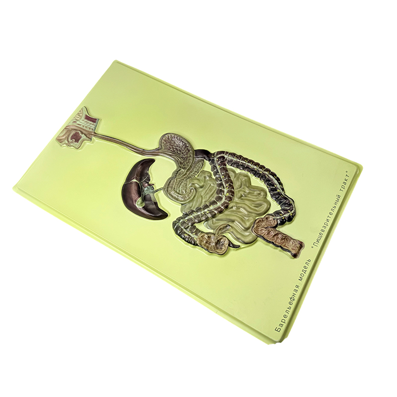 Modelo de ayuda del sistema digestivo humano Modelo de ayuda del sistema digestivo humano