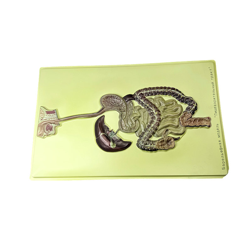 Modelo de ayuda del sistema digestivo humano Modelo de ayuda del sistema digestivo humano