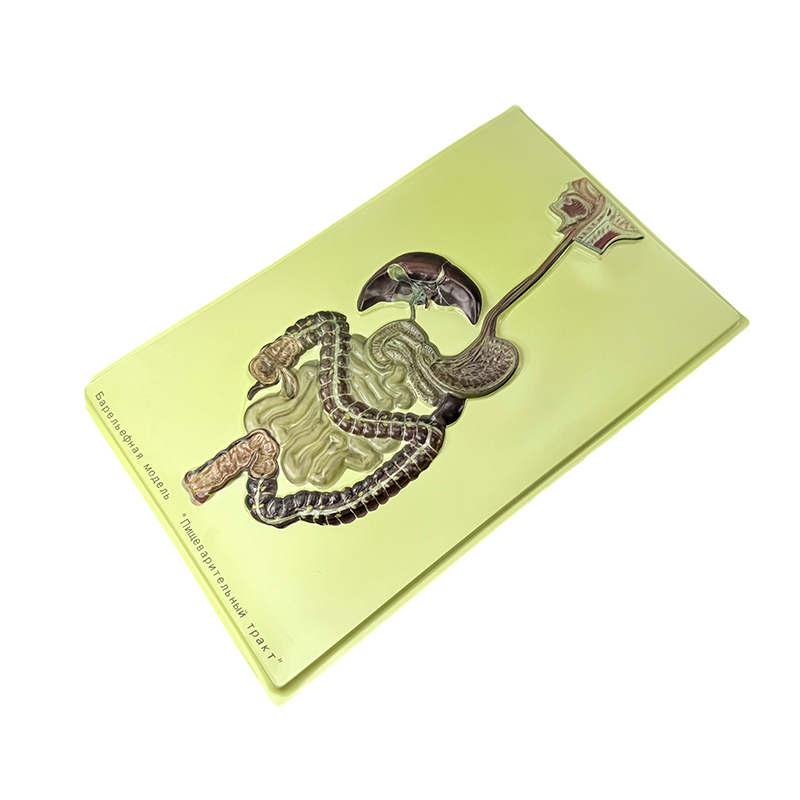 Modelo de ayuda del sistema digestivo humano Modelo de ayuda del sistema digestivo humano