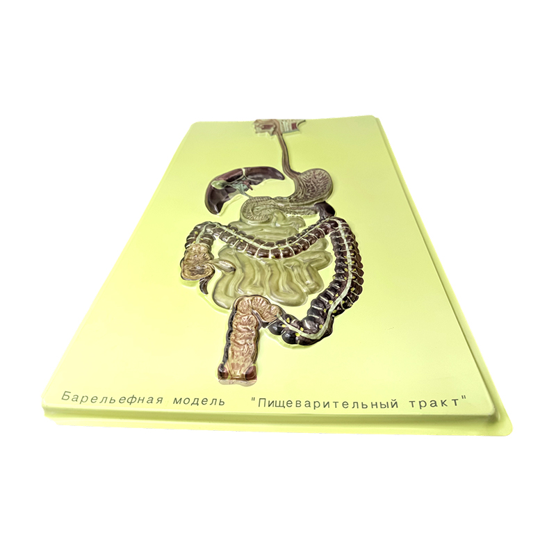 Modelo de ayuda del sistema digestivo humano Modelo de ayuda del sistema digestivo humano