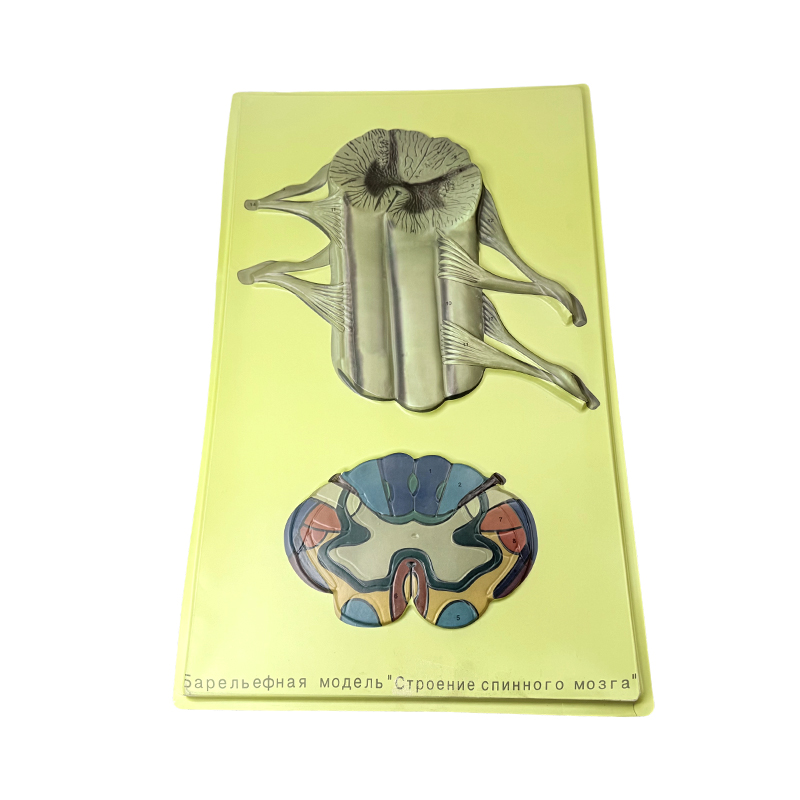 Modelo de alivio de configuración de vertebrados