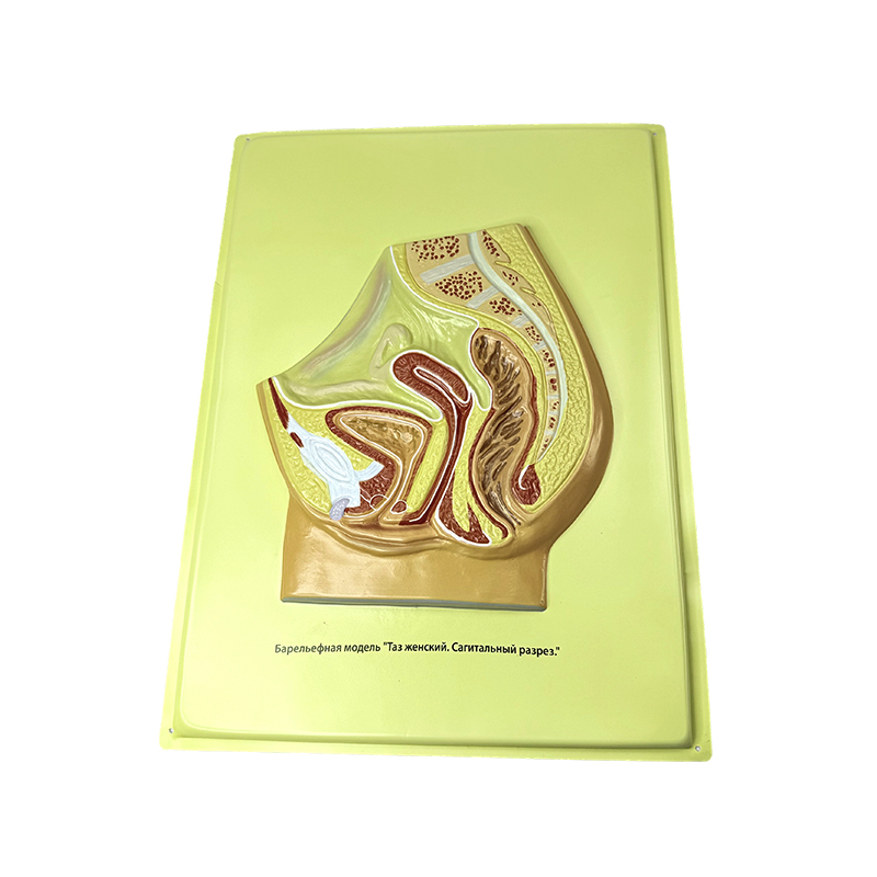 Modelo de alivio de pelvis femenina