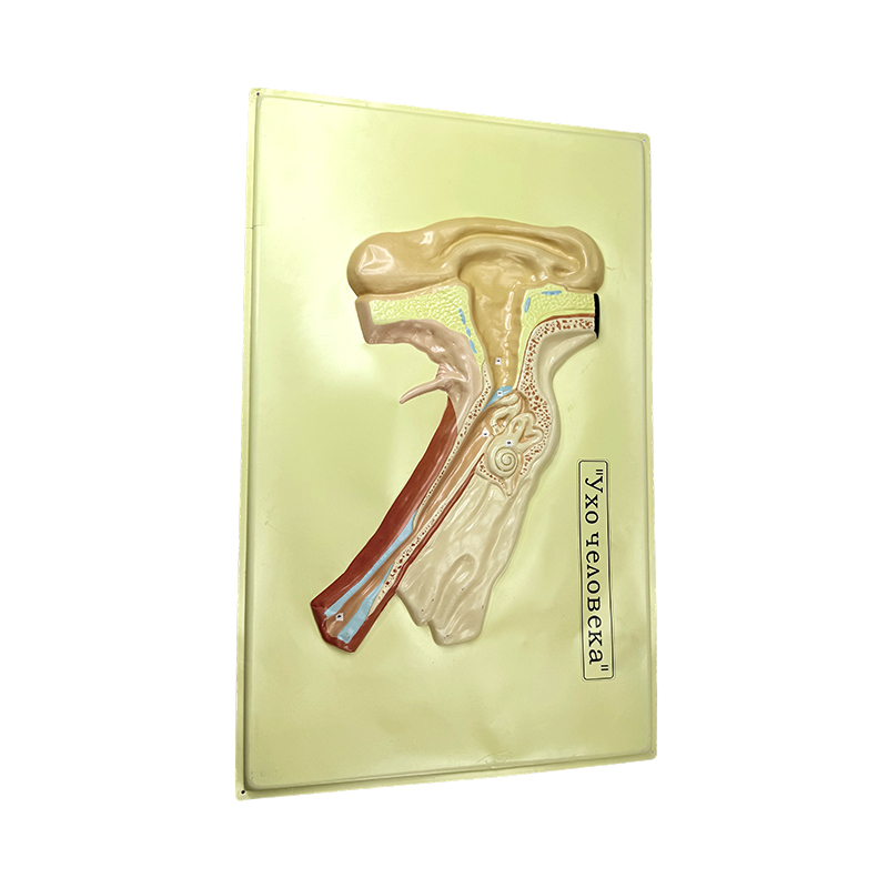 Modelo de alivio de la oreja