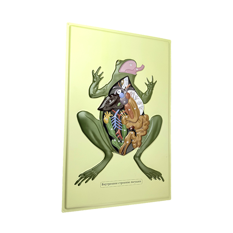 Modelo de ayuda de Anat Frog