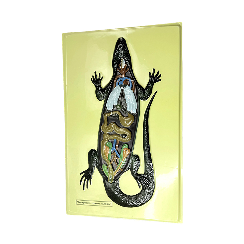 Modelo de alivio de lagarto