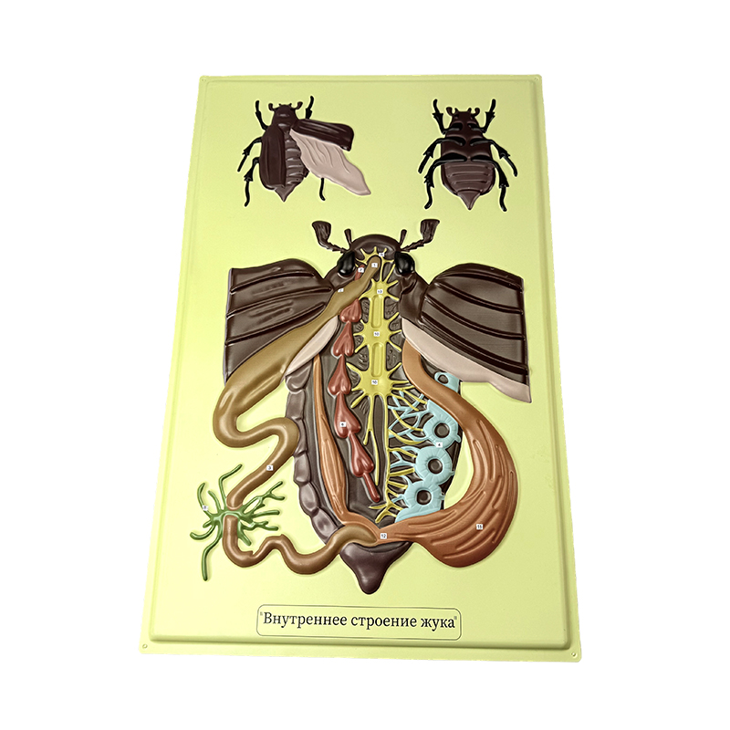 Modelo de alivio de escarabajo