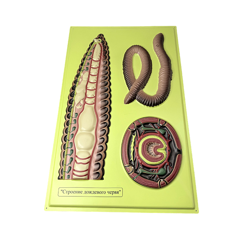 Modelo de alivio del gusano de la tierra