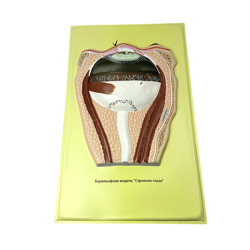 Modelo de alivio de ojo